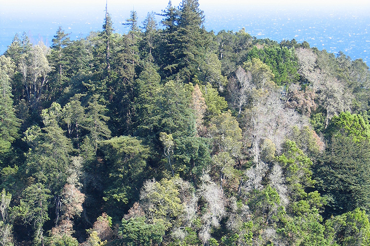 Overhead shot of tanoak in Big Sur, CA