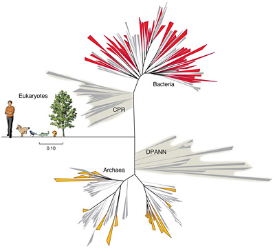 Graphic: The new groups of bacteria 