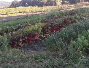 field of diverse crops