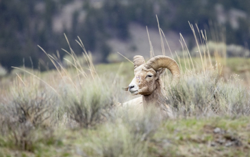 Bighorn sheep lying down in Yellowstone National Park